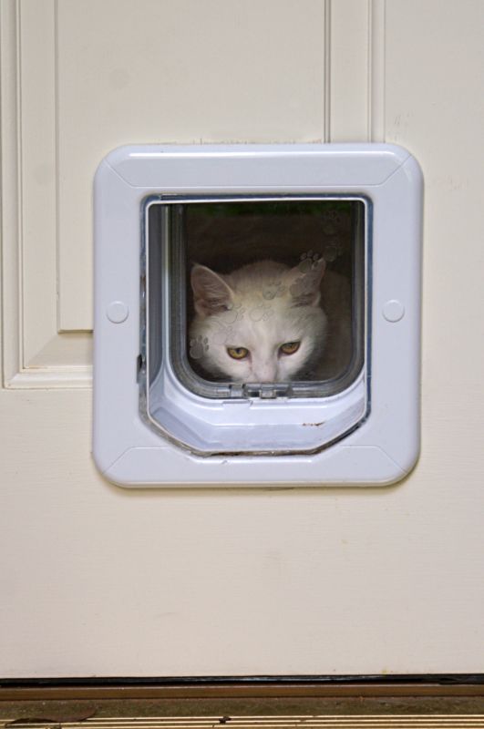 Pet Door Repair