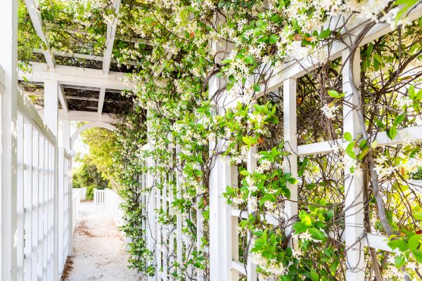 Trellis Repair in Conway