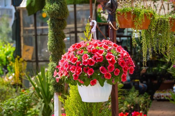 Hanging Planter Installation in Conway