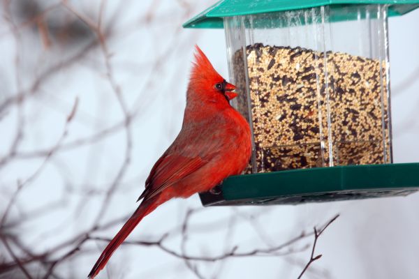 Bird Feeder Hanging in Conway